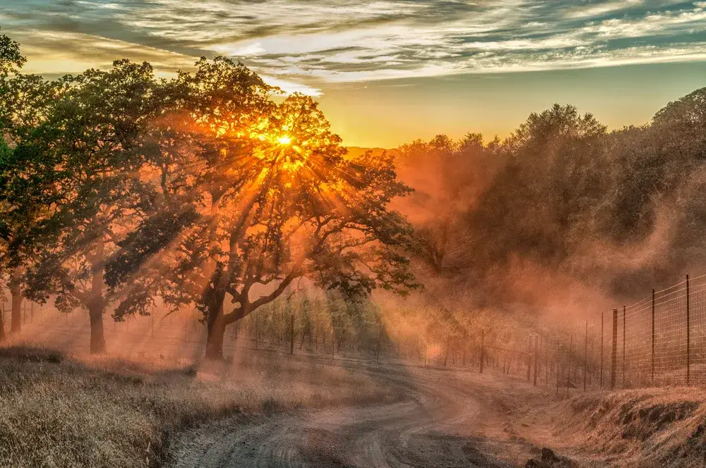 Amazing dusk view of a dirt road in wine country during the least busy time to visit Sonoma