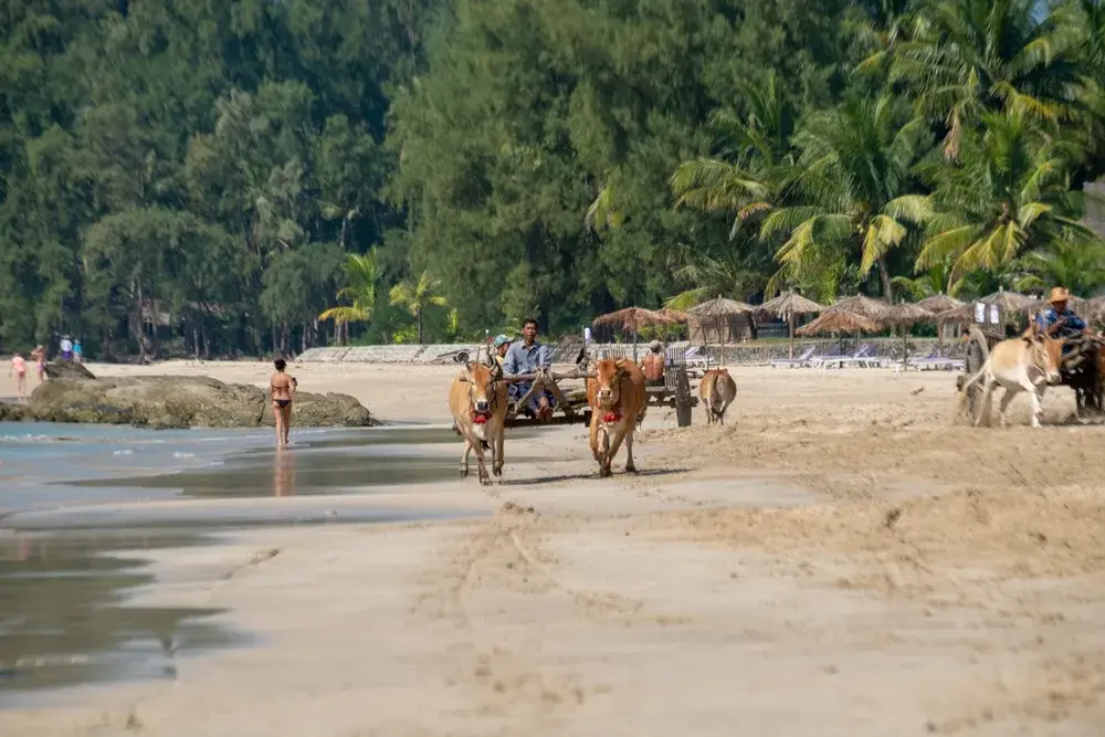 Person walking alongside cattle on Ngapali Beach in the Rakhine area