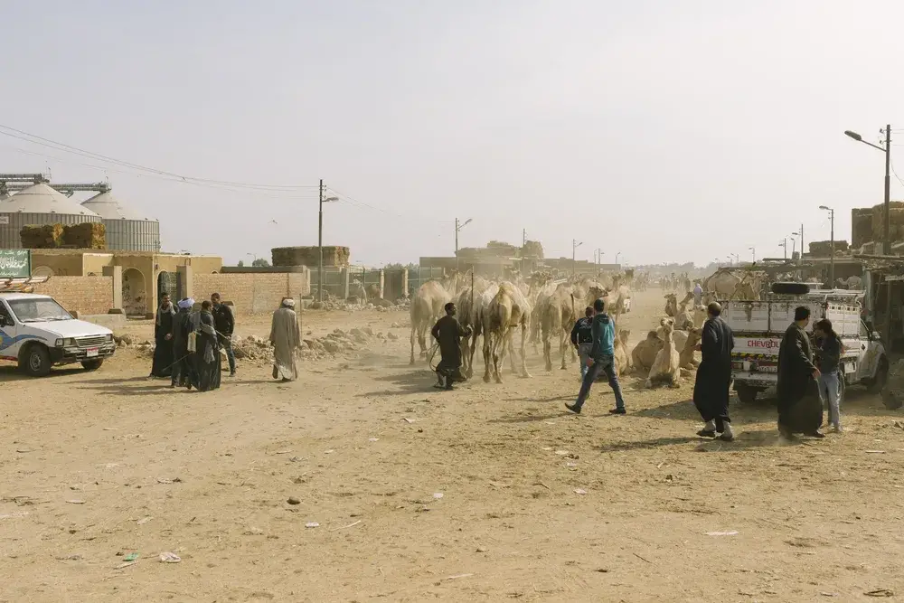 Camel market in Imbaba pictured for a piece on is Cairo safe to visit and the areas to avoid when visiting