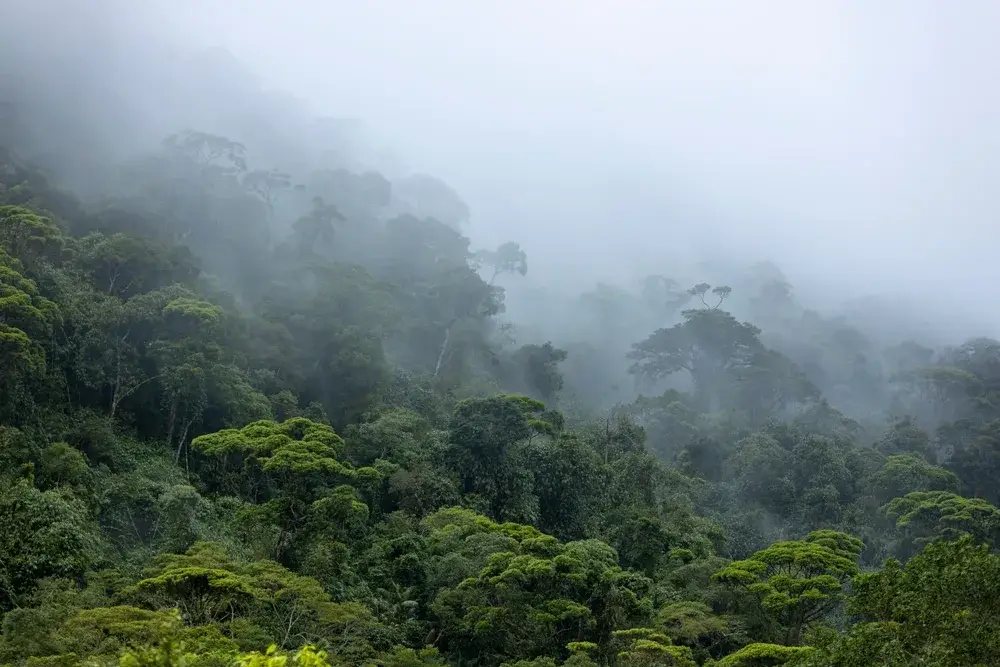 Mist and fog rolling in from the valley and obscuring vision during the cheapest time to visit the Amazon rainforest