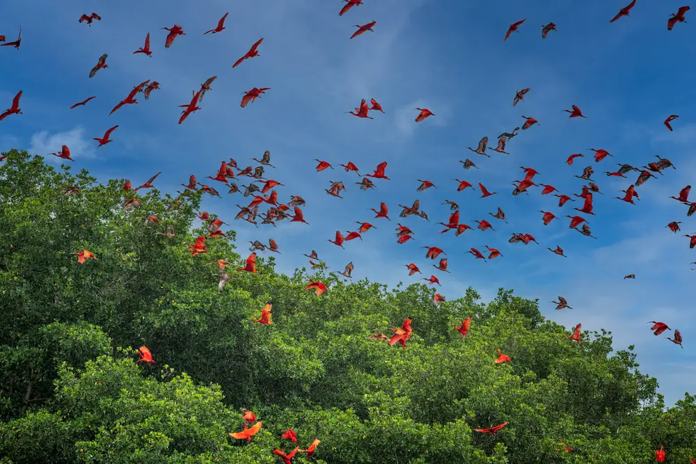 Flock of Scarlet ibis in flight above the rainforest canopy during the cheapest time to visit Trinidad