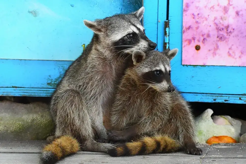 Raccoons on the cement for a piece on Is Cozumel Safe to Visit