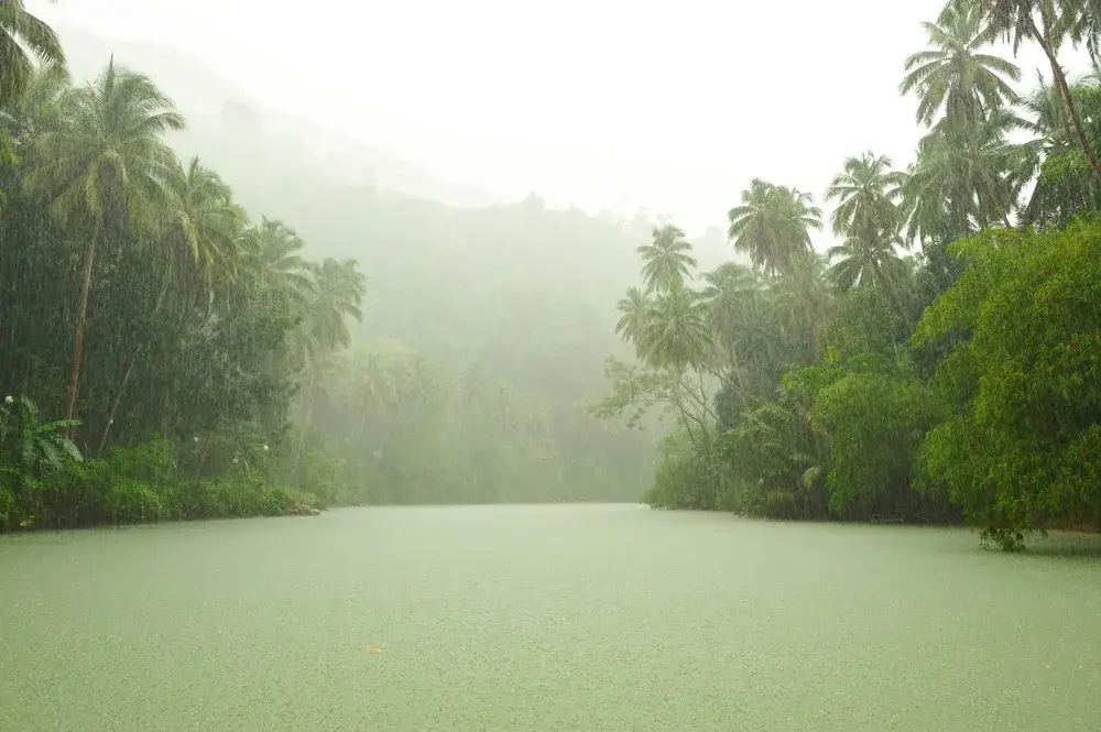 A crazy amount of tropical rain pouring down over the rainforest during the wet season, the worst time to visit the Philippines