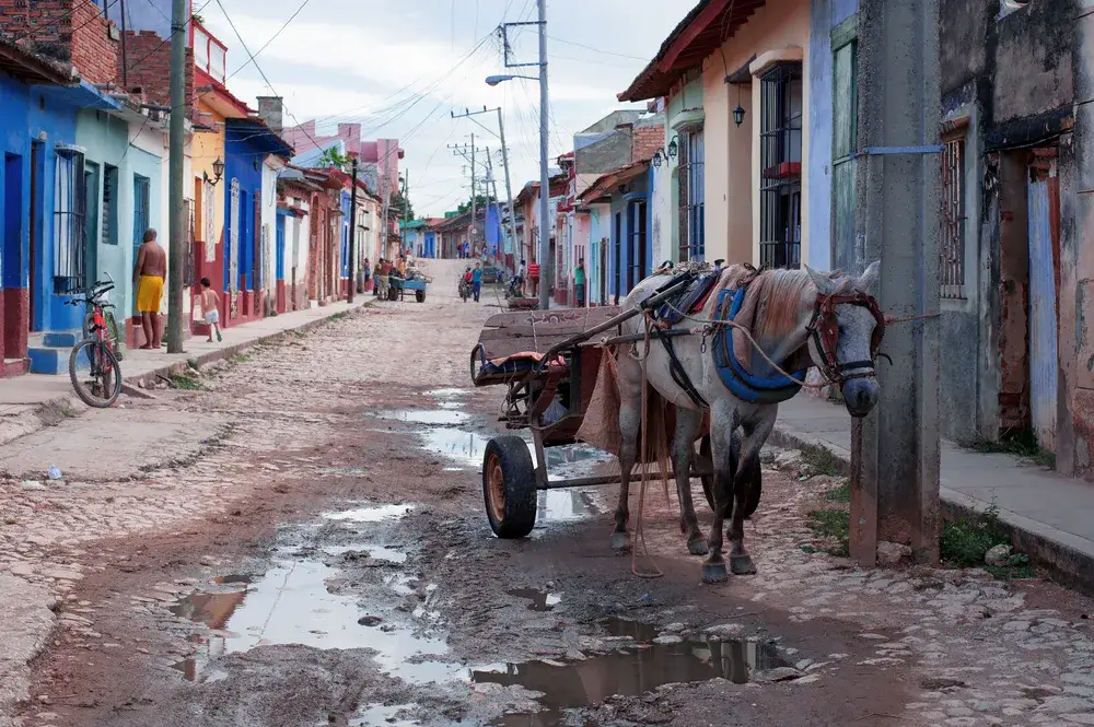 Harnessed horse on a dirt road next to water in a slum in Trinidad and Tobago