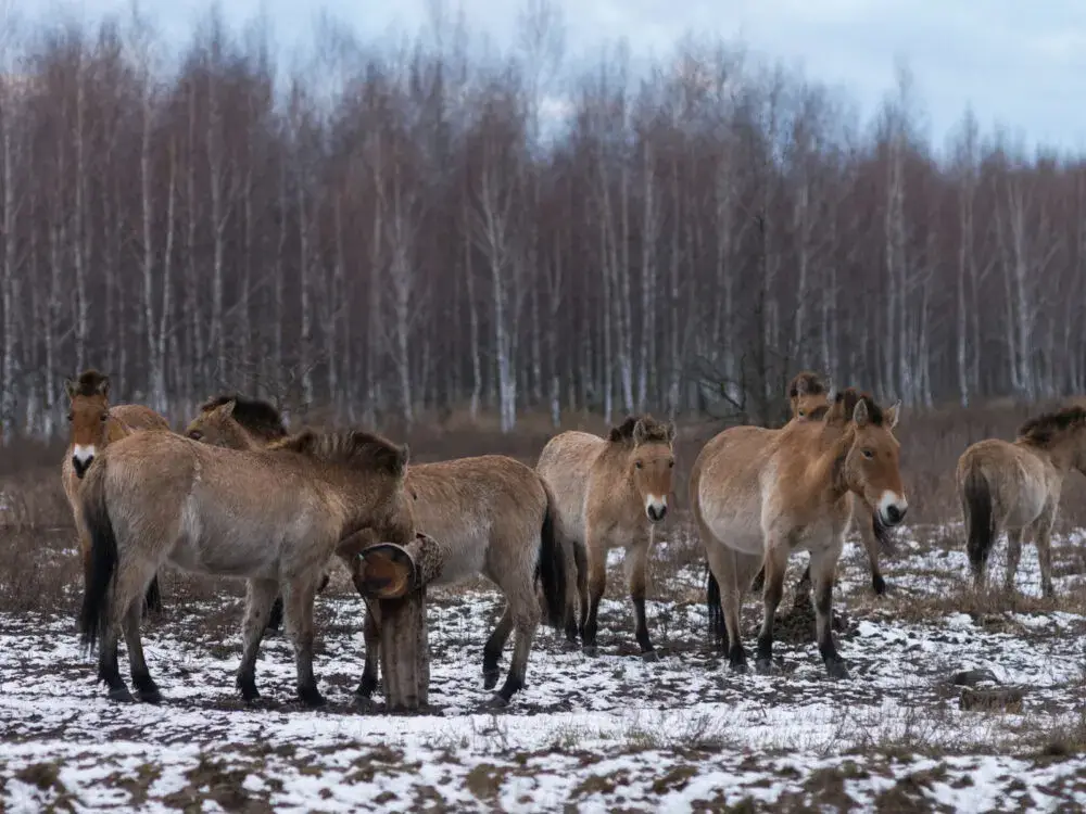 Wild horses in the exclusion zone to help answer Is Chernobyl Safe to Visit