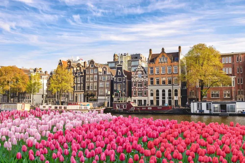 Canal-front house with pink and red tulips in bloom for an article on Is Amsterdam Safe