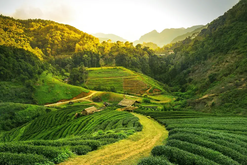 Tea plantation as seen from the air at dusk with the sun setting over the ridge of the valley during the best time to visit Kenya