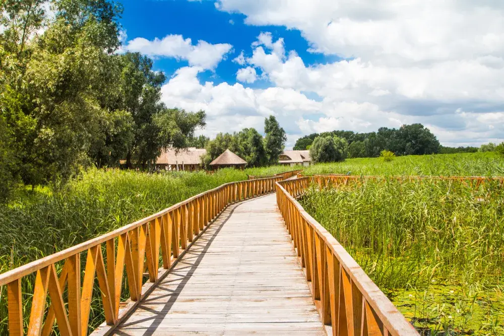 Elevated wooden walking path in Kopacki Rit National Park, one of the best places to visit in Croatia, on a sunny day with lush green vegetation on either side