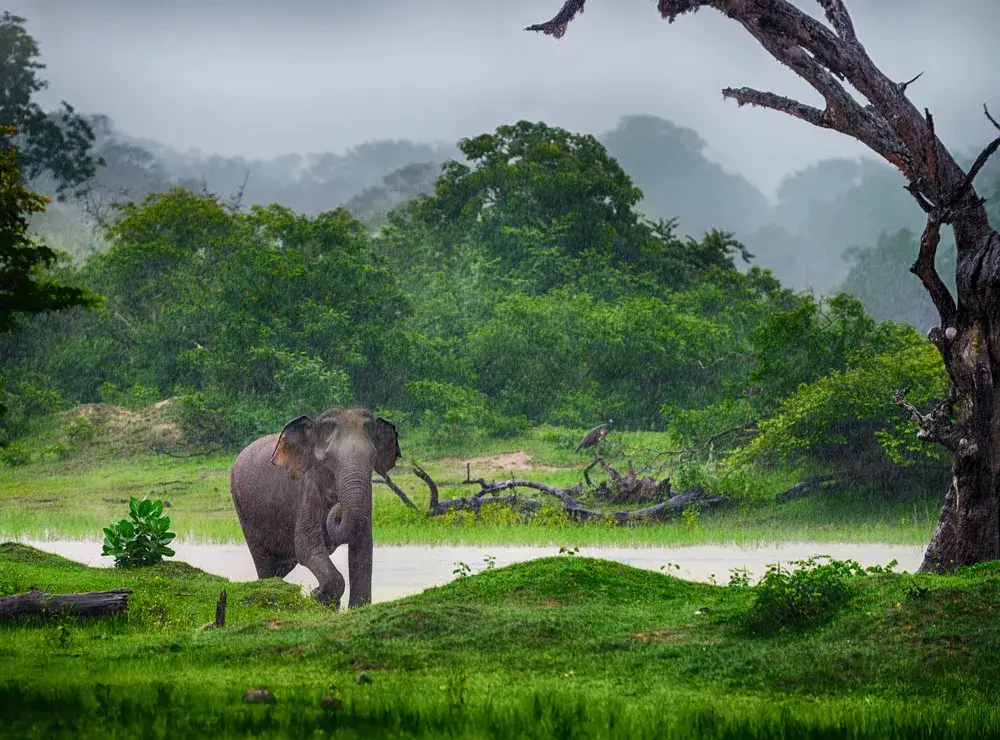 Huge elephant in the forest during the monsoon season, the overall worst time to visit Sri Lanka, with rain falling down very hard onto the river