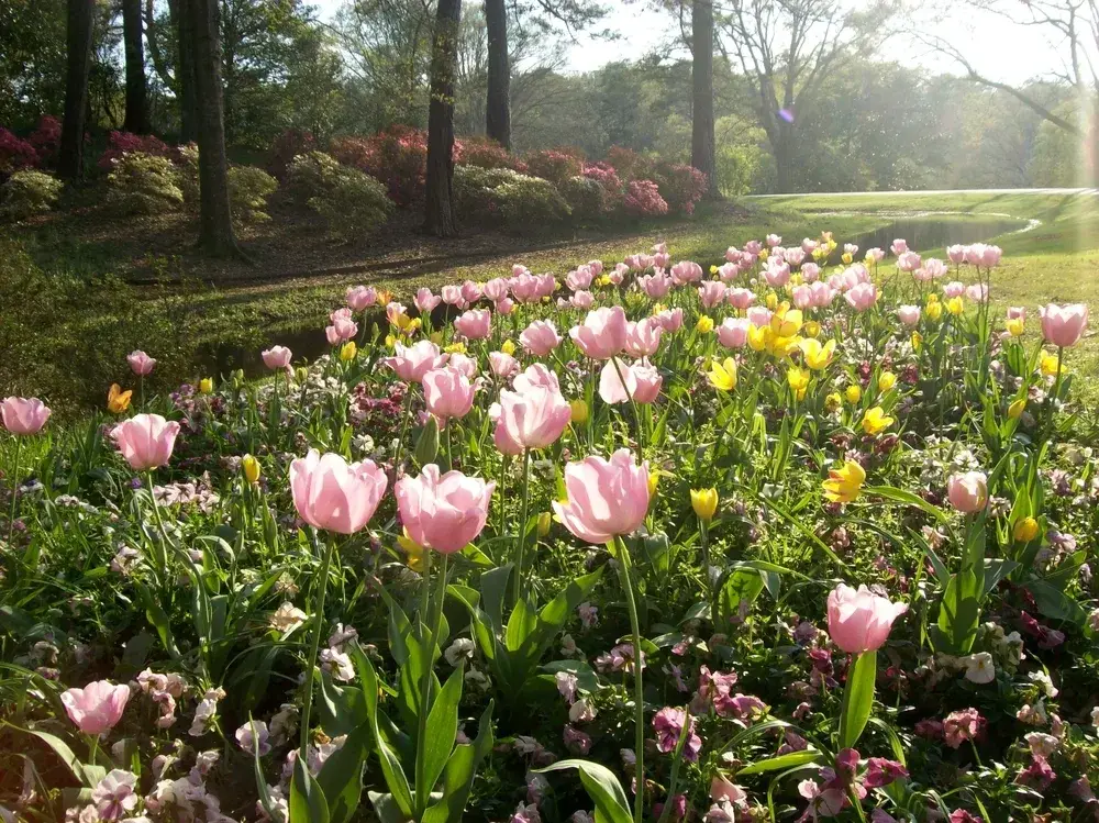 Pink and yellow tulips pictured with haze on the horizon and trees in the distance for a piece on the best places to visit in Georgia