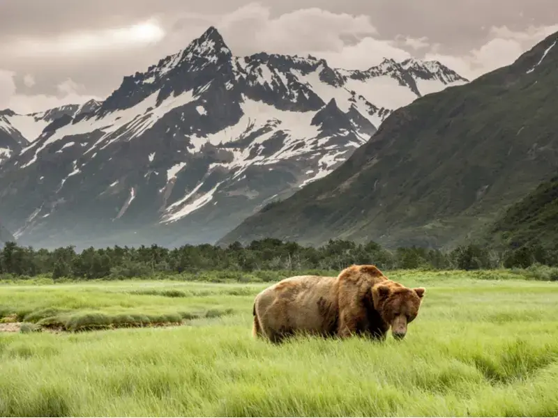 Best time to visit Alaska featured image with a bear in a mountain's foreground