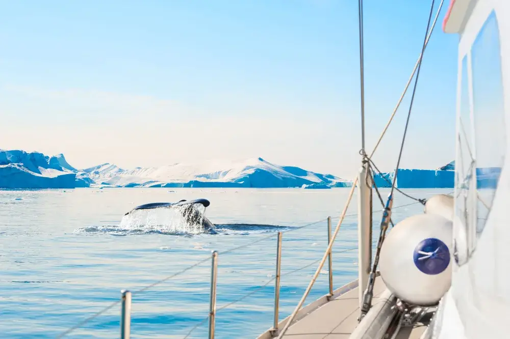 Photo of a whale diving down right next to a sailboat in Greenland