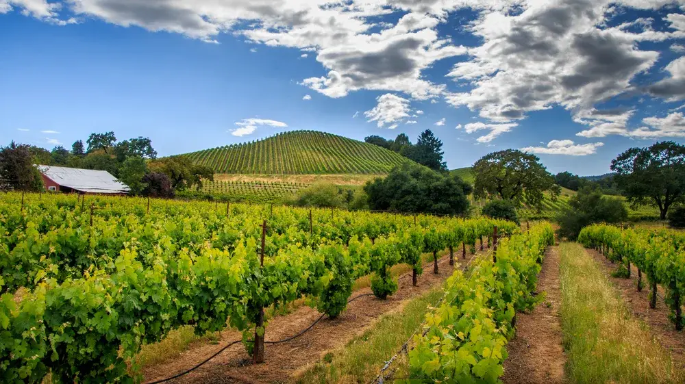 Green vineyard with grape vines in a row in front of a large hill with more grape vines under a blue sky during the best time to visit Sonoma