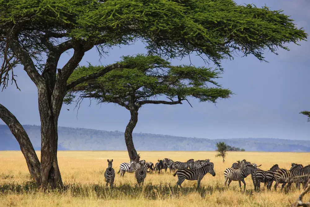 Serengeti National Park zebras under baobab trees on a cloudy day for a piece on the best places for a honeymoon in Africa